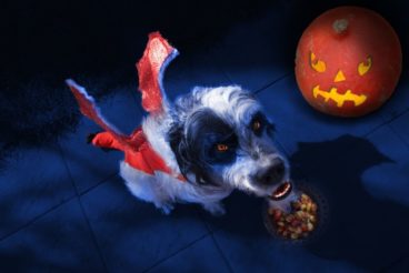 disfraces de halloween para perros
