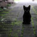 octubre y los gatos negros