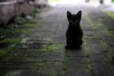 octubre y los gatos negros