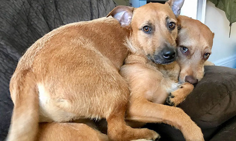 rescata a su perro gemelo