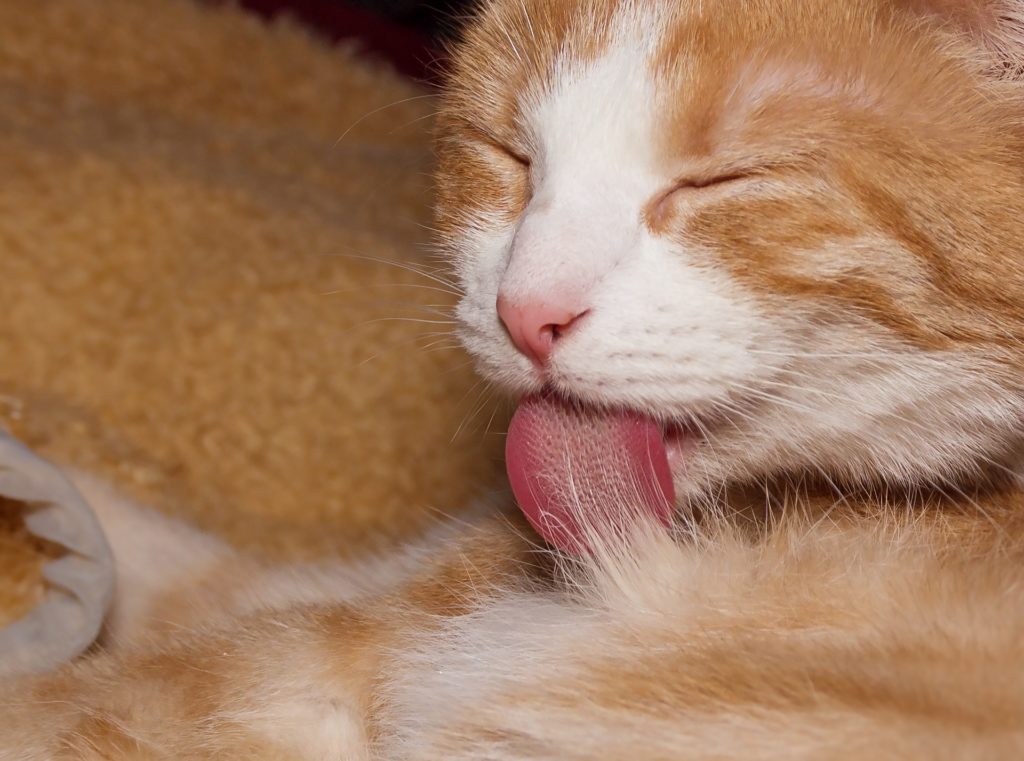 la lengua del gato y sus características