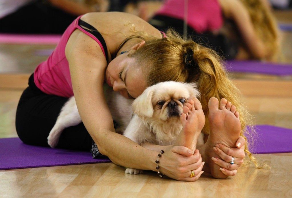practica yoga con tu perro