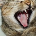 usos de la lengua del gato