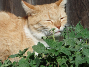 catnip nepeta cataria hierba para gatos
