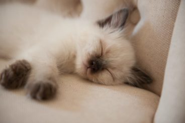 cuánto duerme un gato