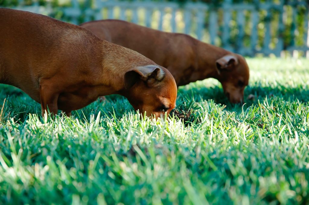 Coprofagia En Perros Por Qu Mi Perro Se Come Las Heces