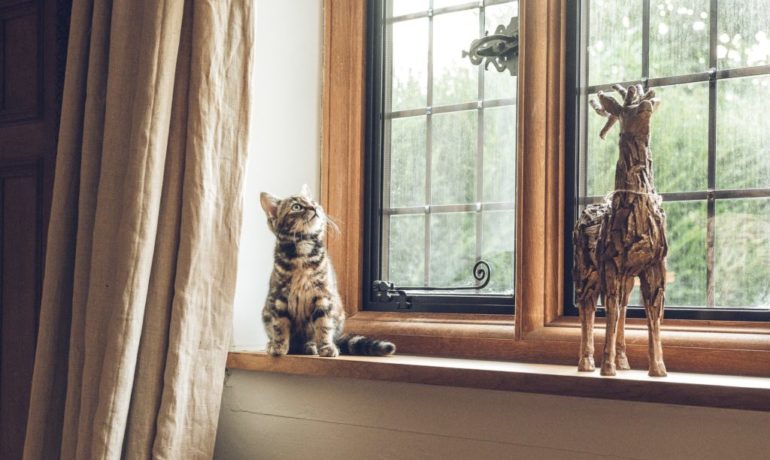 cuidado con ventanas y balcones si tienes gato
