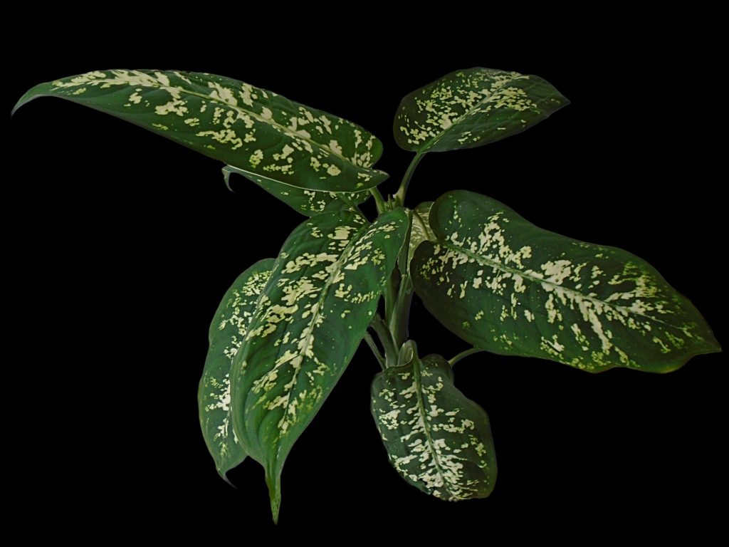 Plantas venenosas para perros ¡aléjalas de tu mascota!