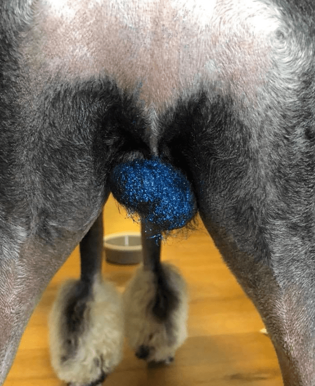 moda purpurina en genitales caninos