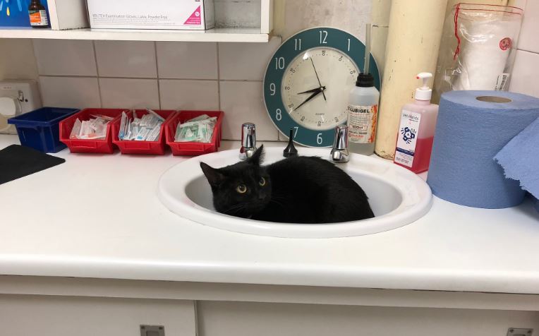 gatos que se esconden en el veterinario