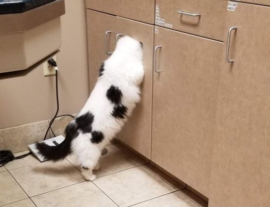 gatos escondidos en el veterinario