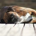 causas del desmayo en perros