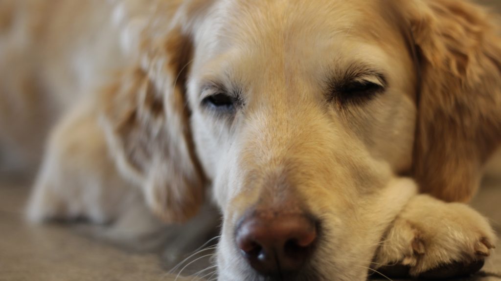 causas del desmayo en perros o síncope canino
