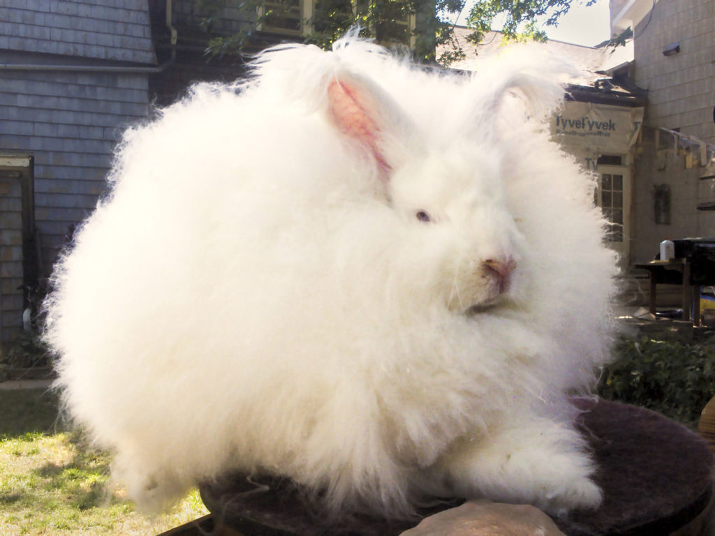 Mirar fijamente tira lote Conejo angora: una preciosa bolita de pelo | Wakyma