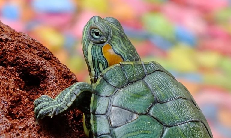 enfermedades del caparazón de las tortugas