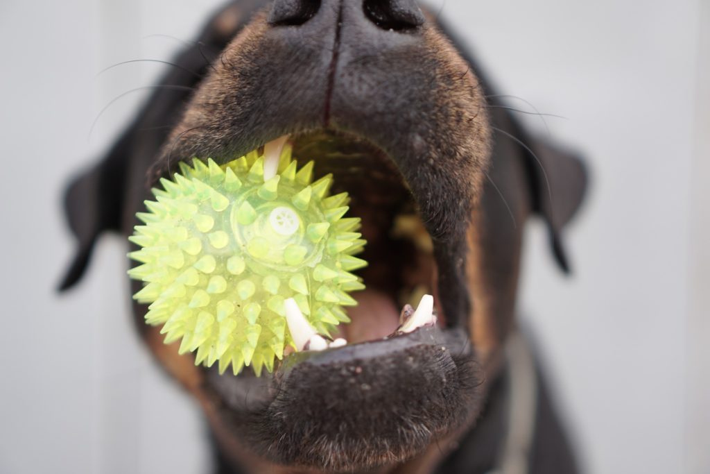 higiene dental canina o salud dental para perros