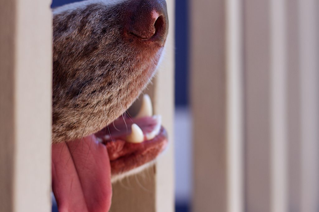 salud dental canina o salud dental para perros