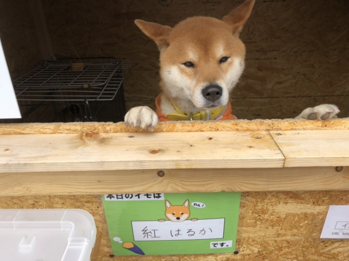 el perro que vende en un puesto callejero de Japon