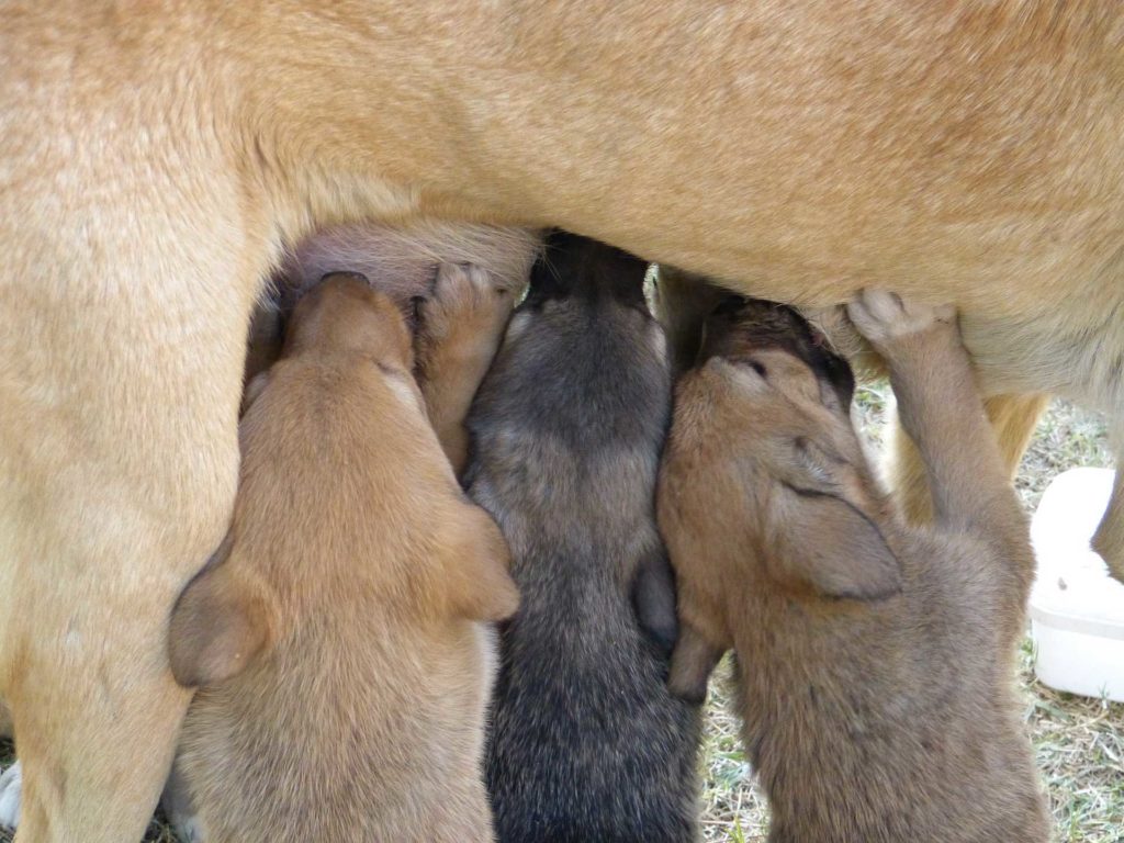 gestación de un perro embarazo canino