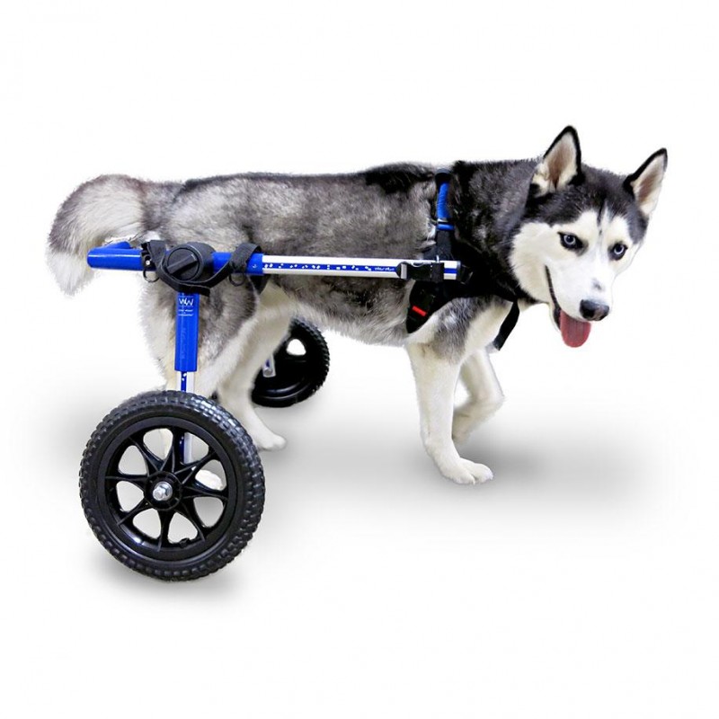 sillas de ruedas para perros