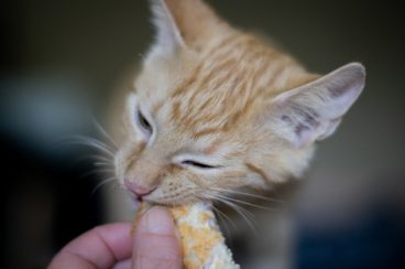 alimentos tóxicos para gatos