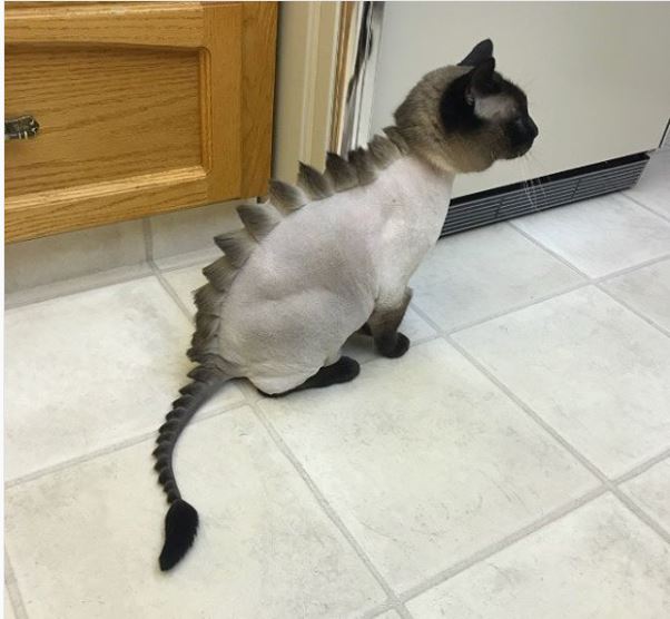moda catzilla