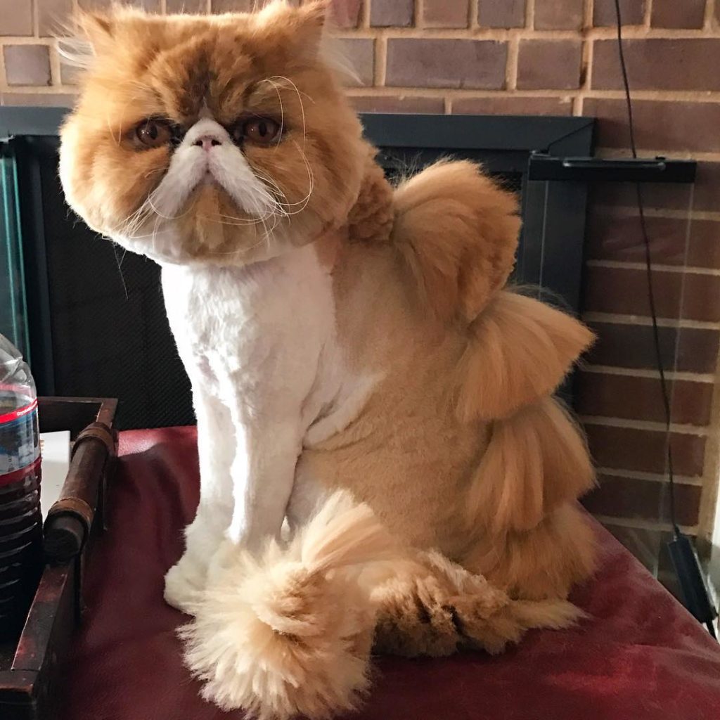corte de pelo catzilla