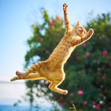 fotos de gatos bailando