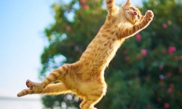 fotos de gatos bailando
