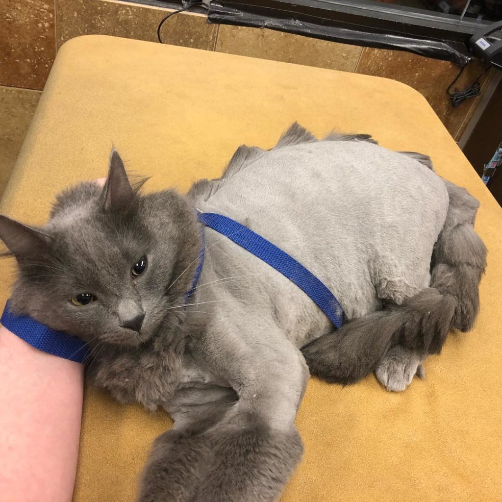 gato con corte catzilla
