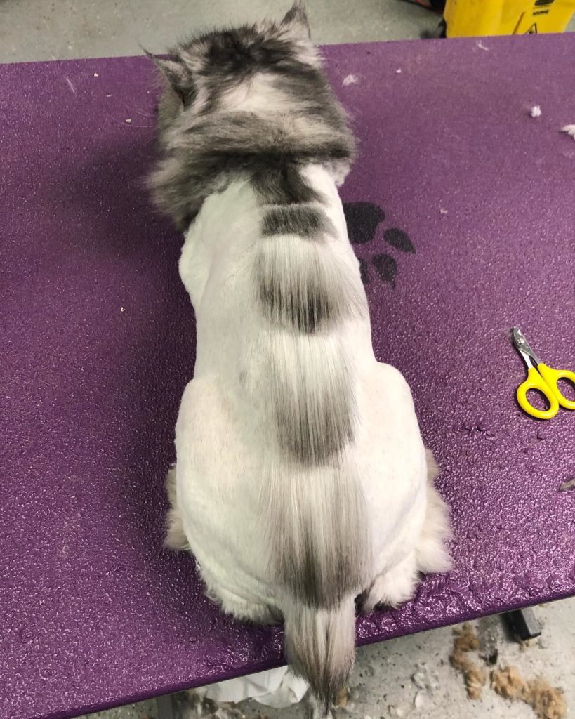 dinocut o catzilla