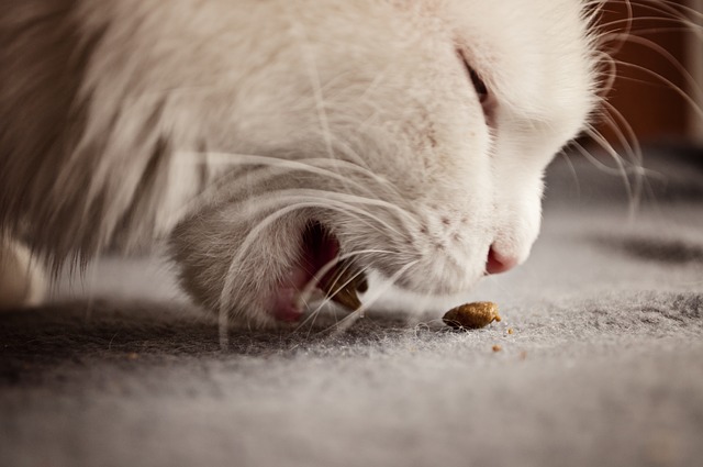 alimentos tóxicos para gatos comida prohibida para felinos