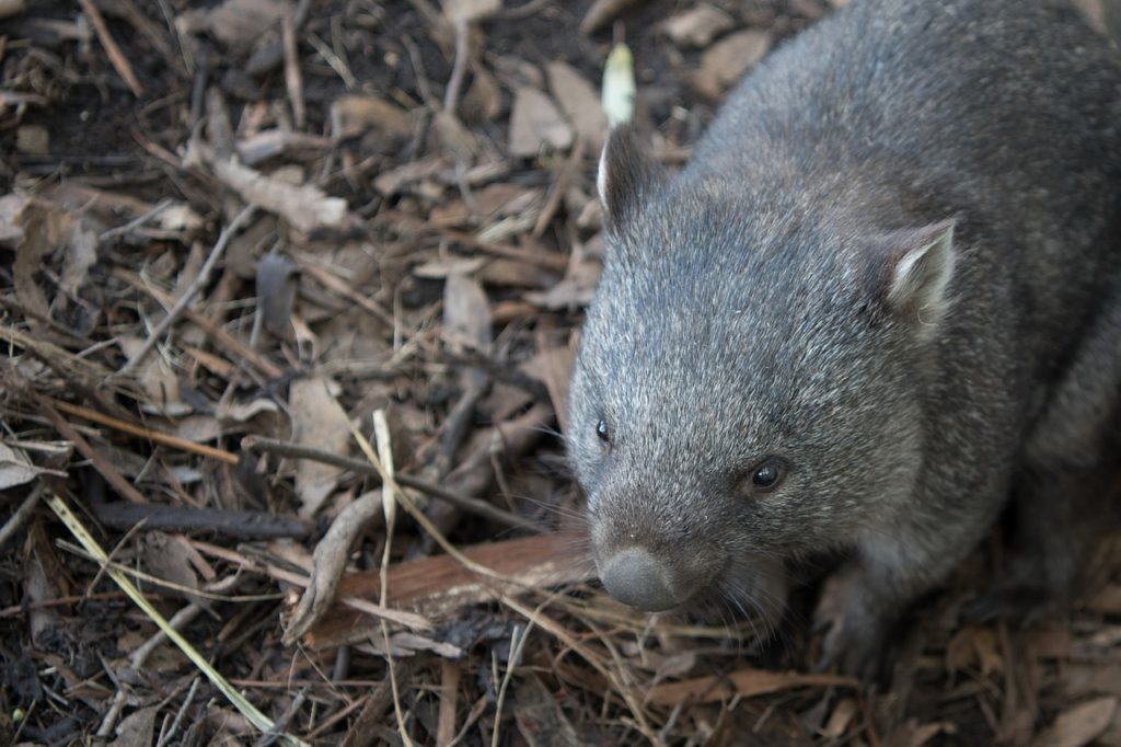 wombat marsupial