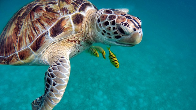 importancia de las tortugas marinas