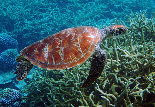 importancia de las tortugas marinas