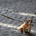 obligación de limpiar la orina de los perros en la calle