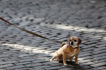 obligación de limpiar la orina de los perros en la calle