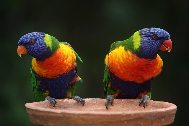 Parasitos En Los Pajaros Estos Son Los Mas Comunes