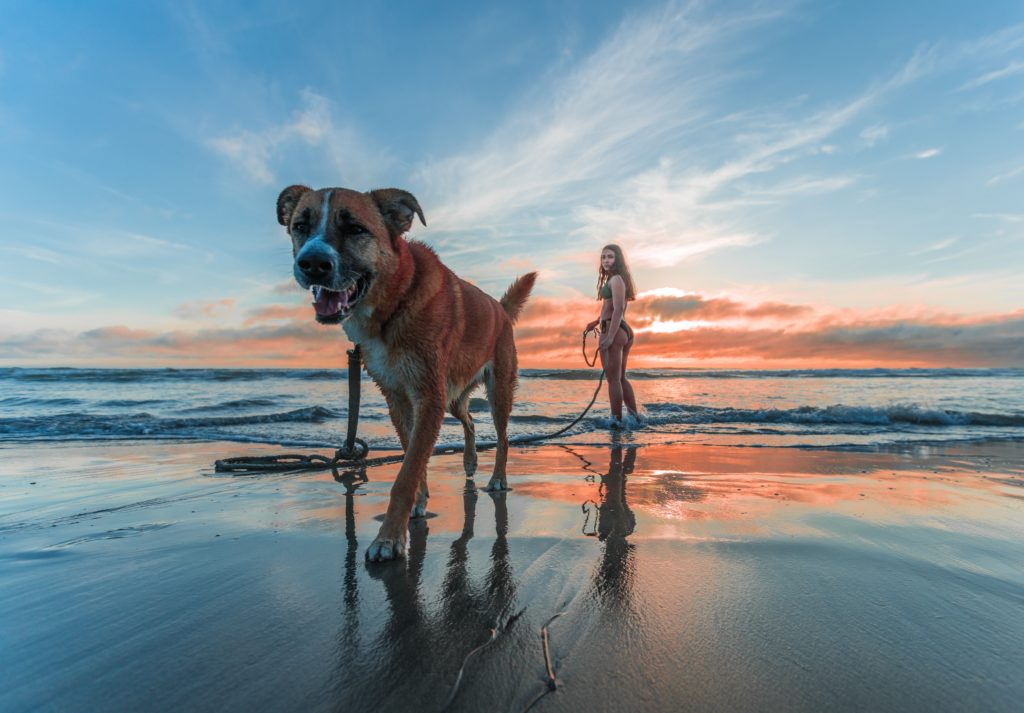 playas para perros 2019