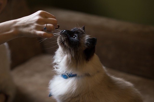 enseñar a un gato a usar el arenero