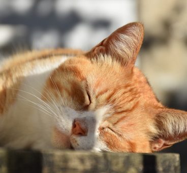 prevenir un golpe de calor en gatos