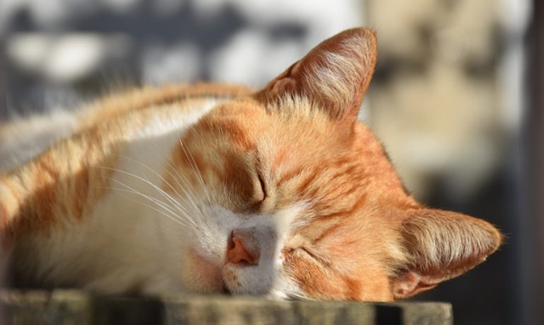 prevenir un golpe de calor en gatos