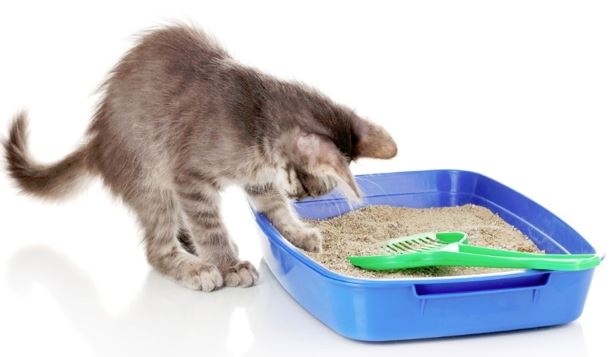 Cómo enseñarle a tu gatito a usar el arenero en 6 sencillos pasos