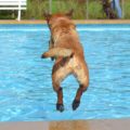 perro a la piscina