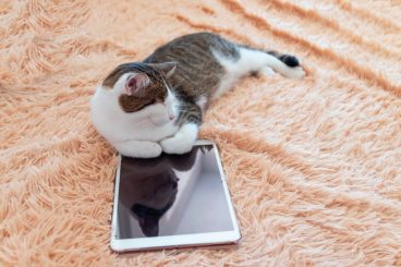 apps para gatos cómo son y qué beneficios tienen