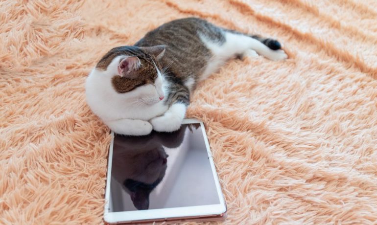 apps para gatos cómo son y qué beneficios tienen