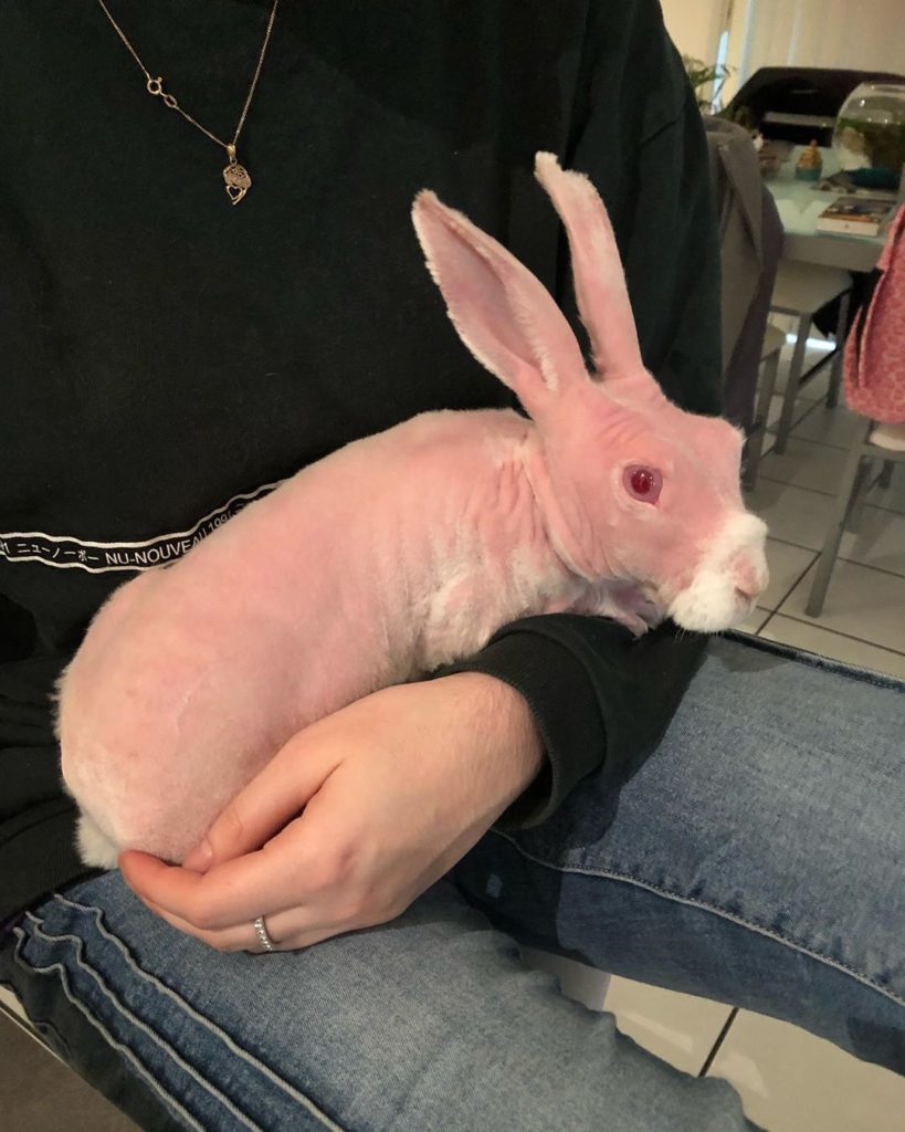 conejos sin pelo