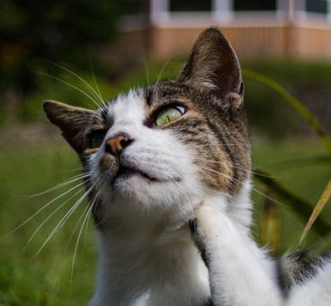 remedios caseros para las pulgas en gatos