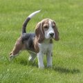 curiosidades de los beagles