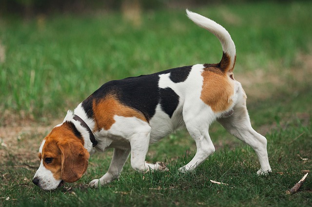 curiosidades de los beagles